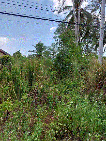 ขายที่ดิน
